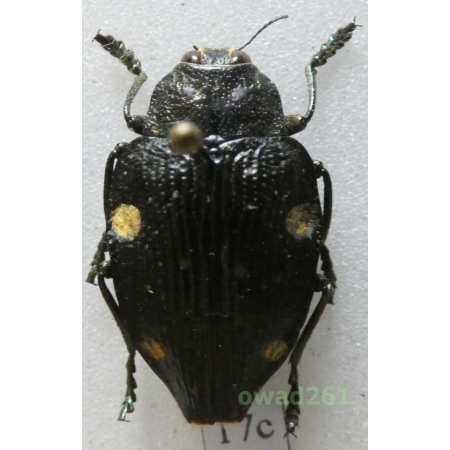 Polybothris cyclops Théry, 1905 Madagascar17c